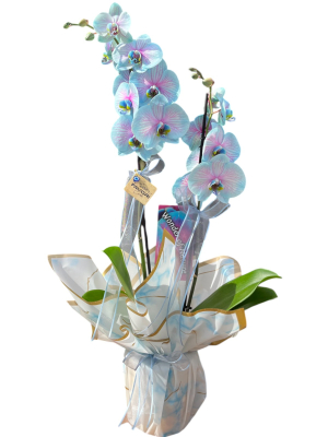 Alacalı Mavi Orkide Çiçeği