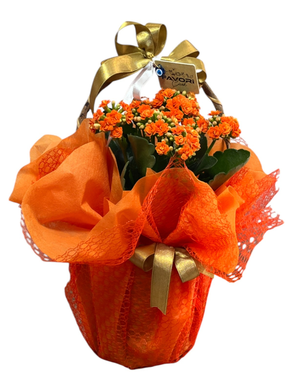 Turuncu Kalanchoe Çiçeği