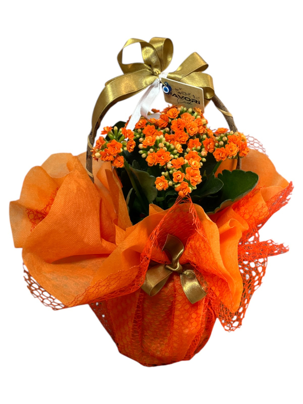 Turuncu Kalanchoe Çiçeği